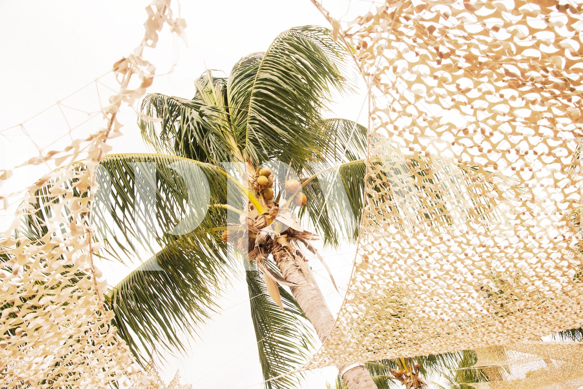 Caribbean palm tree Tapete in einem Zimmer