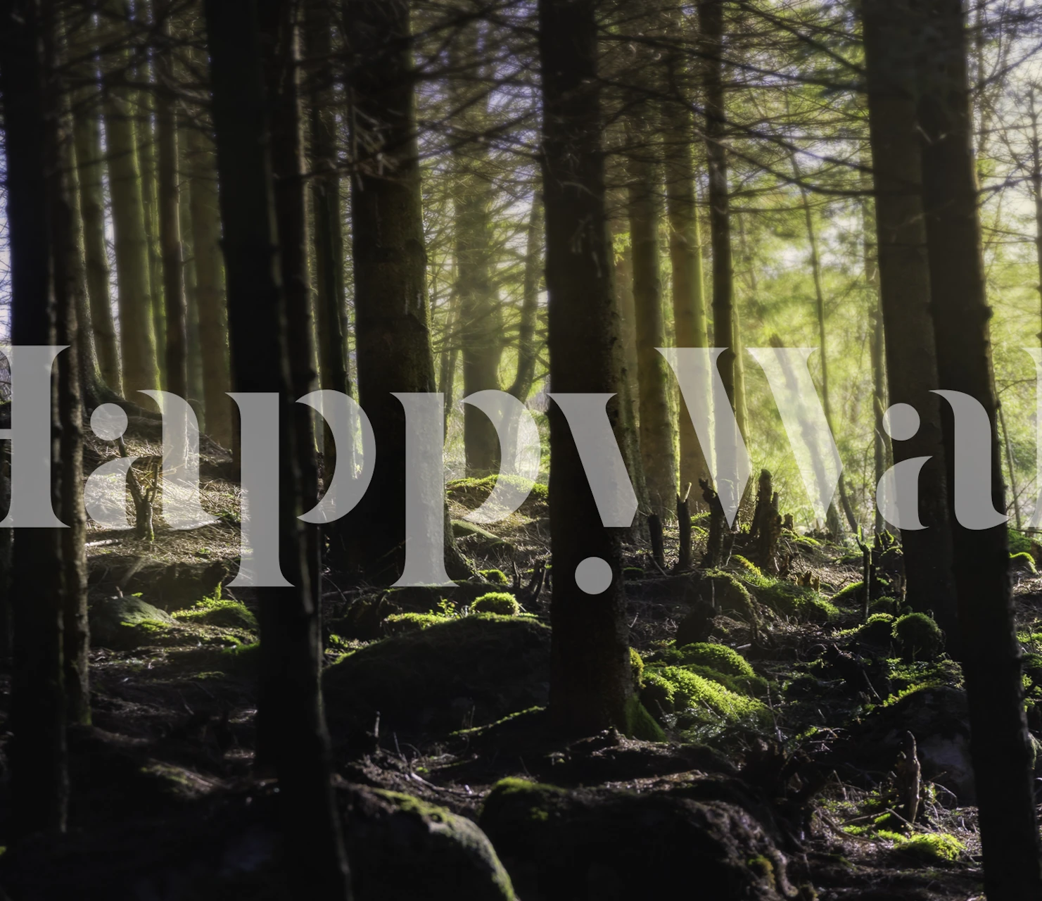 Forest lights wallpaper in a room