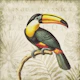 Toucans Tropical Hideaway