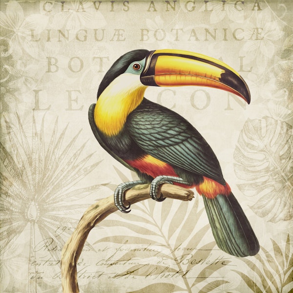 Toucans Tropical Hideaway