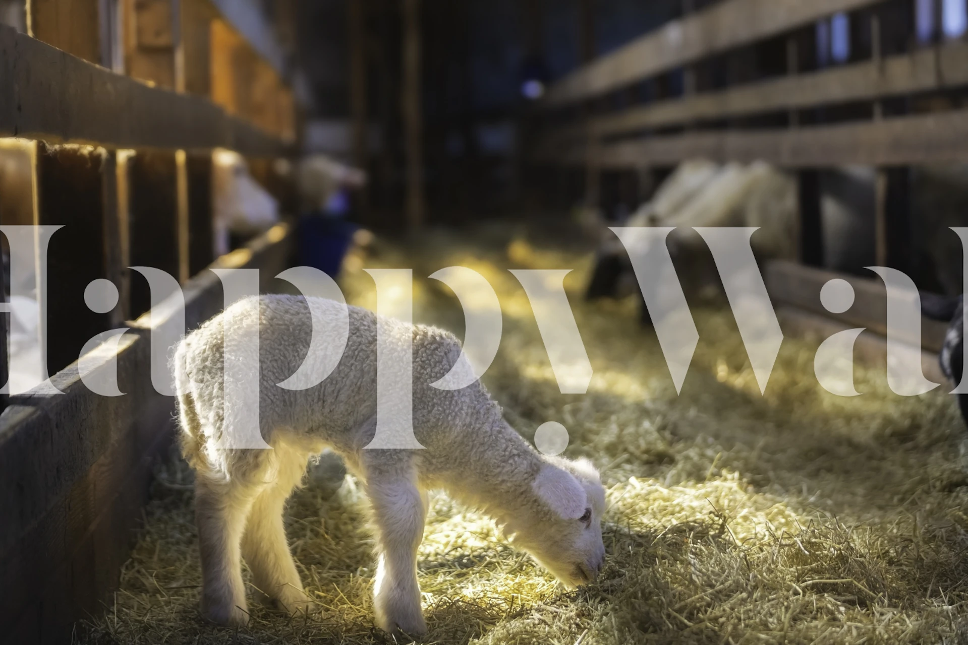 The lamb sur papier peint dans un cadre intérieur rustique