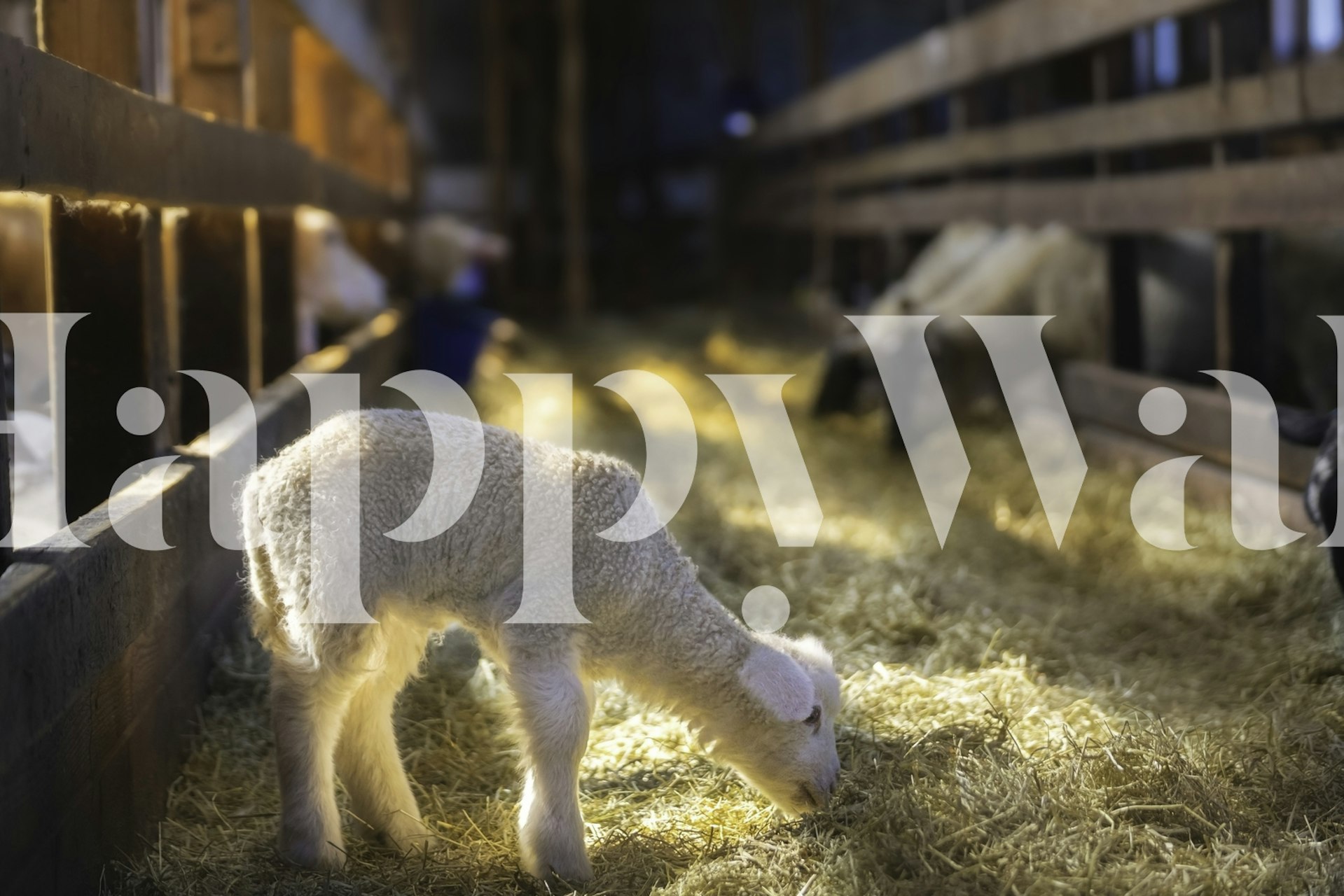 Lamb on wallpaper in rustic indoor setting