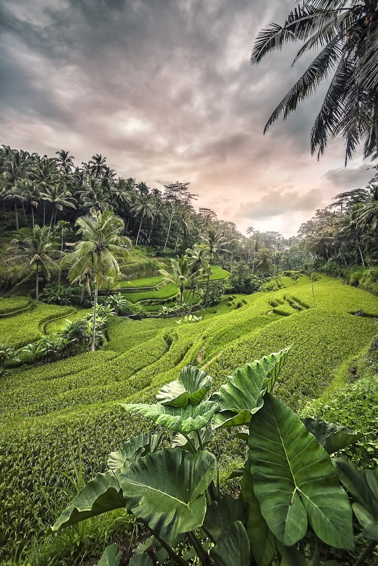 Tegalalang Rice Terraces Wallpaper - Buy Beautiful Wallpapers | Happywall