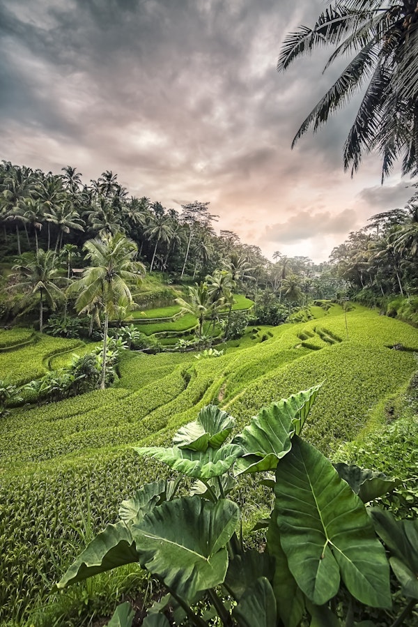 Tegalalang Rice Terraces