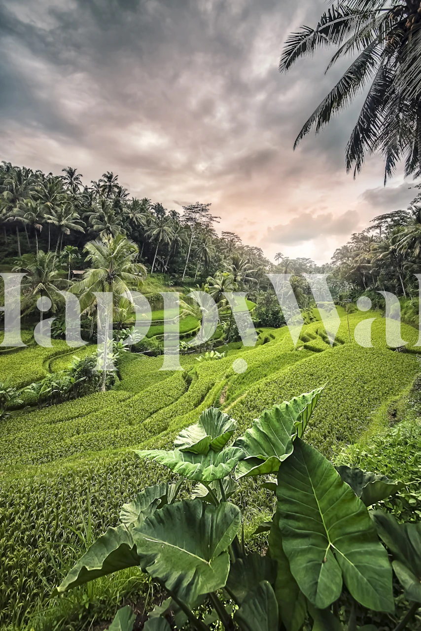 Tegalalang Rice Terraces wallpaper in a room