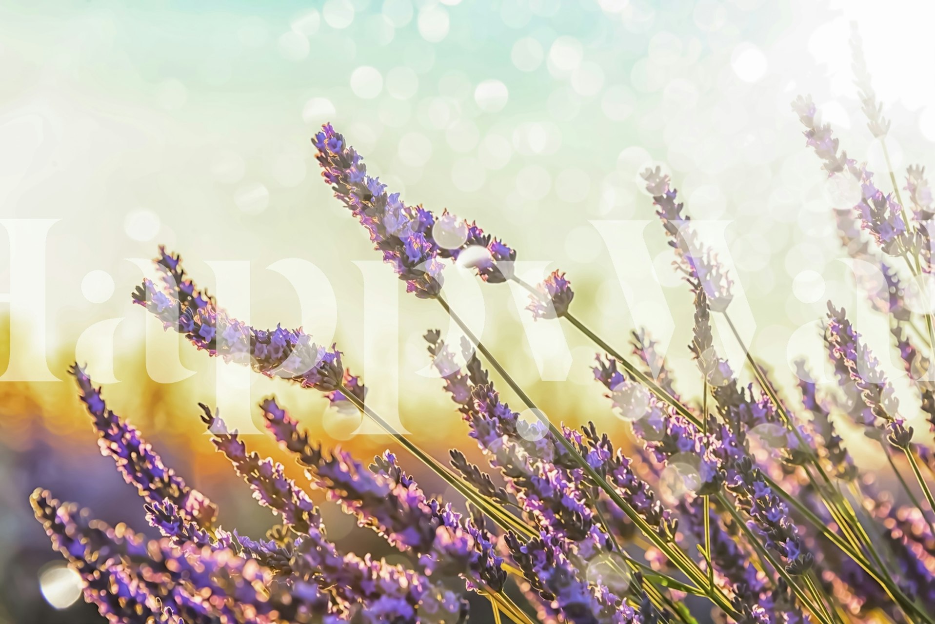 Lavender flowers in a bokeh background, soft colors, floral wallpaper