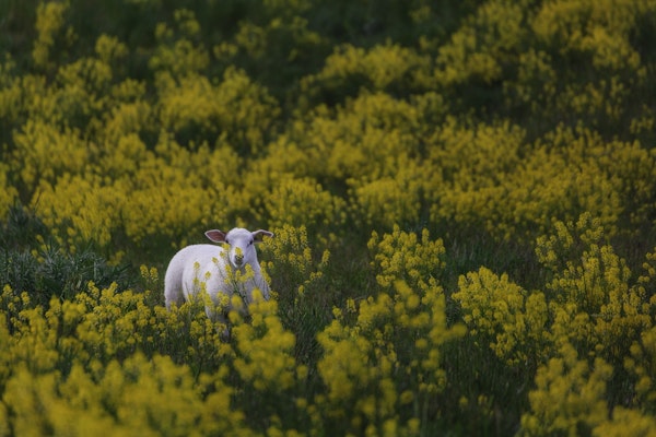 Sheep among flowers