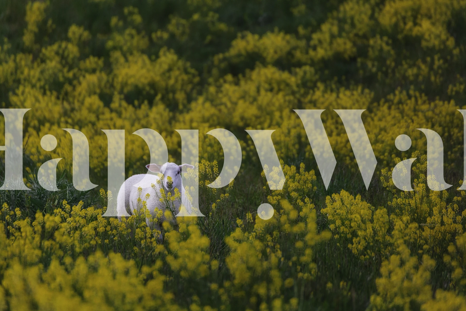 Wallpaper featuring sheep and yellow flowers