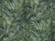 Impassible Jungle Enchanting Tropics Green