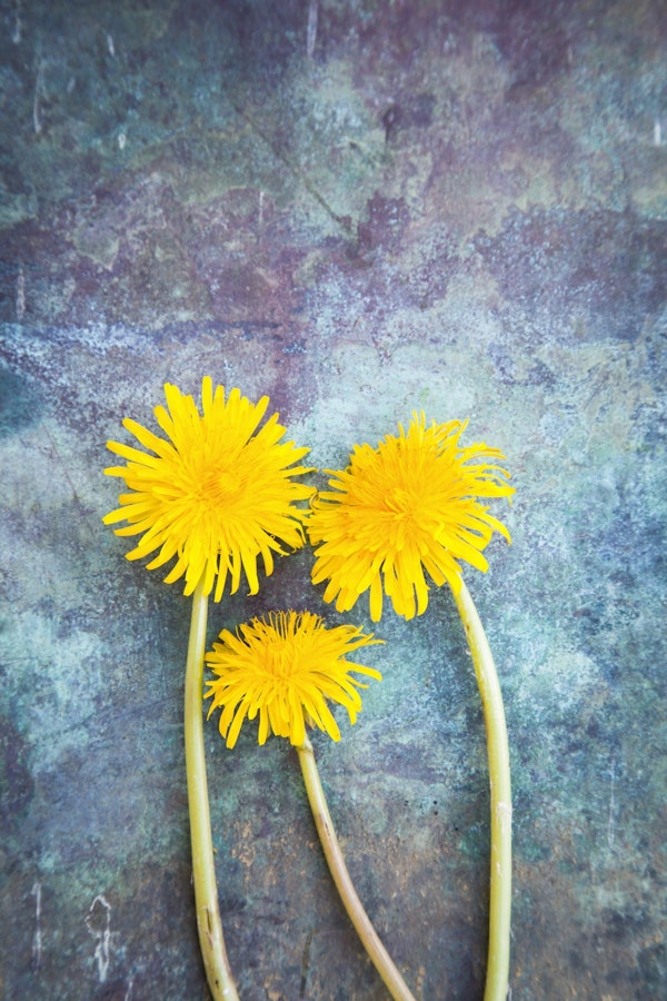 Three Dandelion