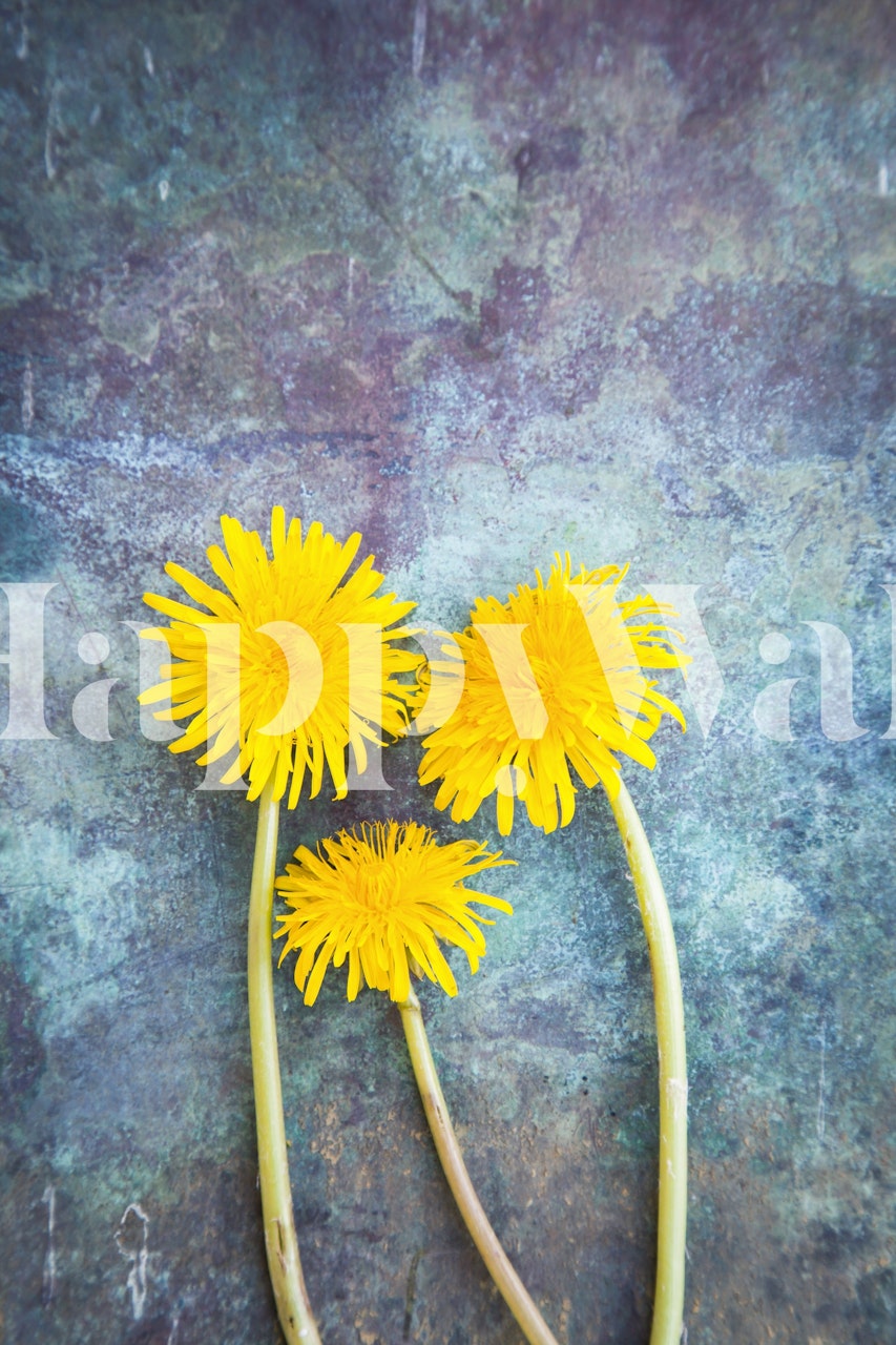 Three yellow dandelions on a textured green and blue background wallpaper