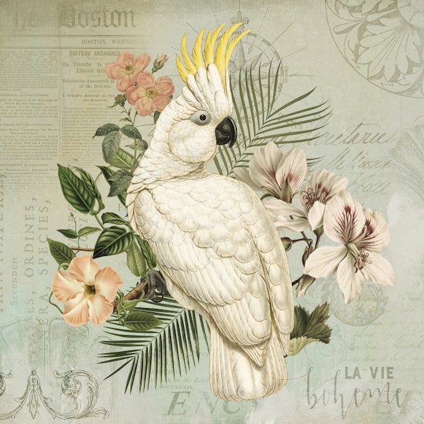Cockatoo Vintage Nostalgia