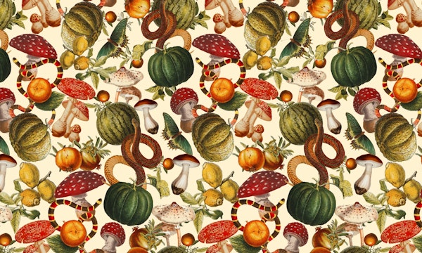 Mysterious Mushroom Forest