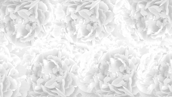 Soft Gray Peonies Dream 1