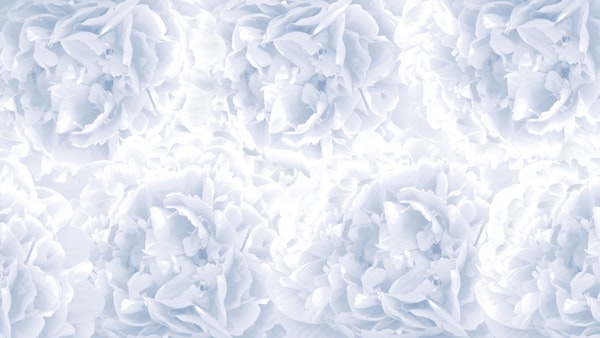 Soft Blue Peonies Dream 1