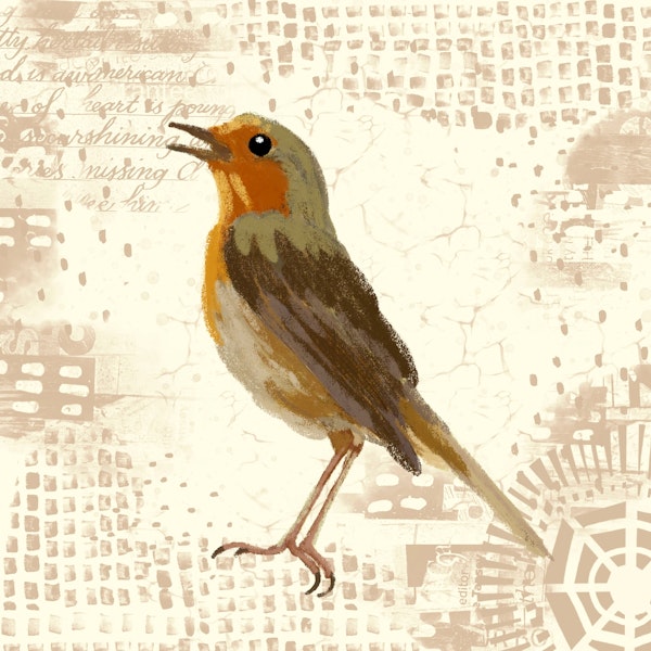Cute Robin Bird 2