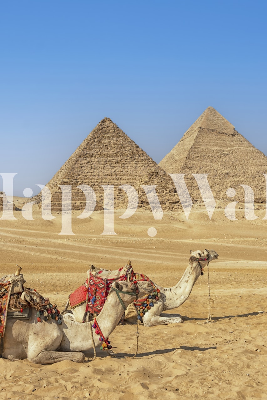 Two camels in desert with pyramids under blue sky wallpaper