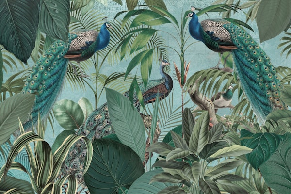 Peacocks Jungle Adventure Lush Green
