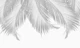 Palm Leaves Finesse 5