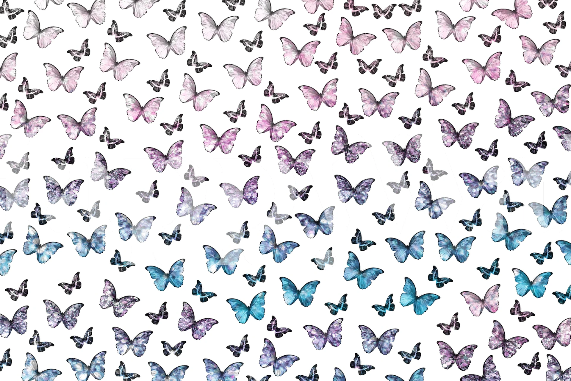 Colorful butterflies in pastel colors on a white background wall mural