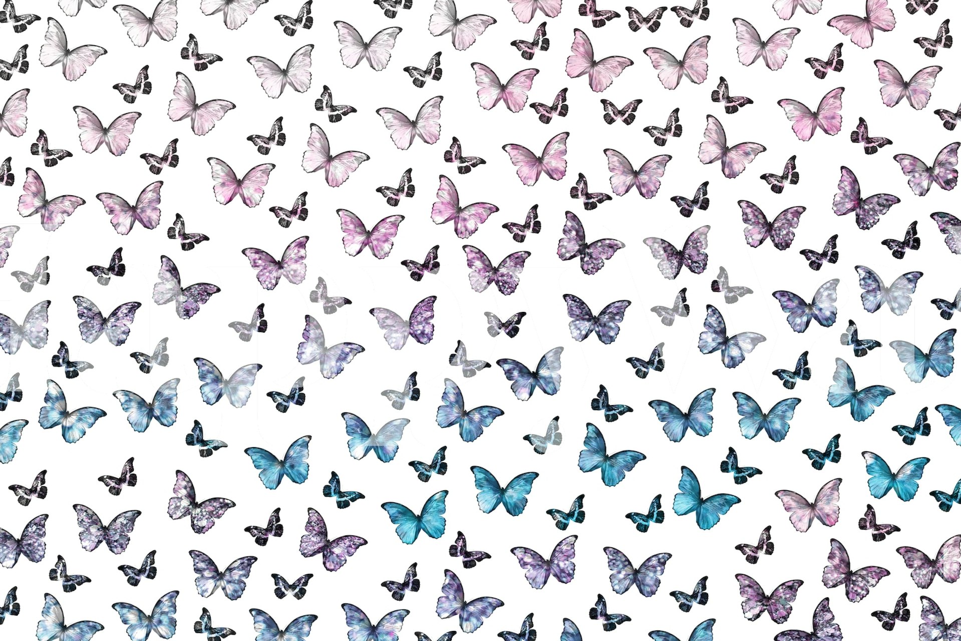 Colorful butterflies in pastel colors on a white background wall mural