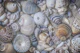 Seashell Paradise