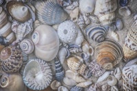 Seashell Paradise papiers peint
