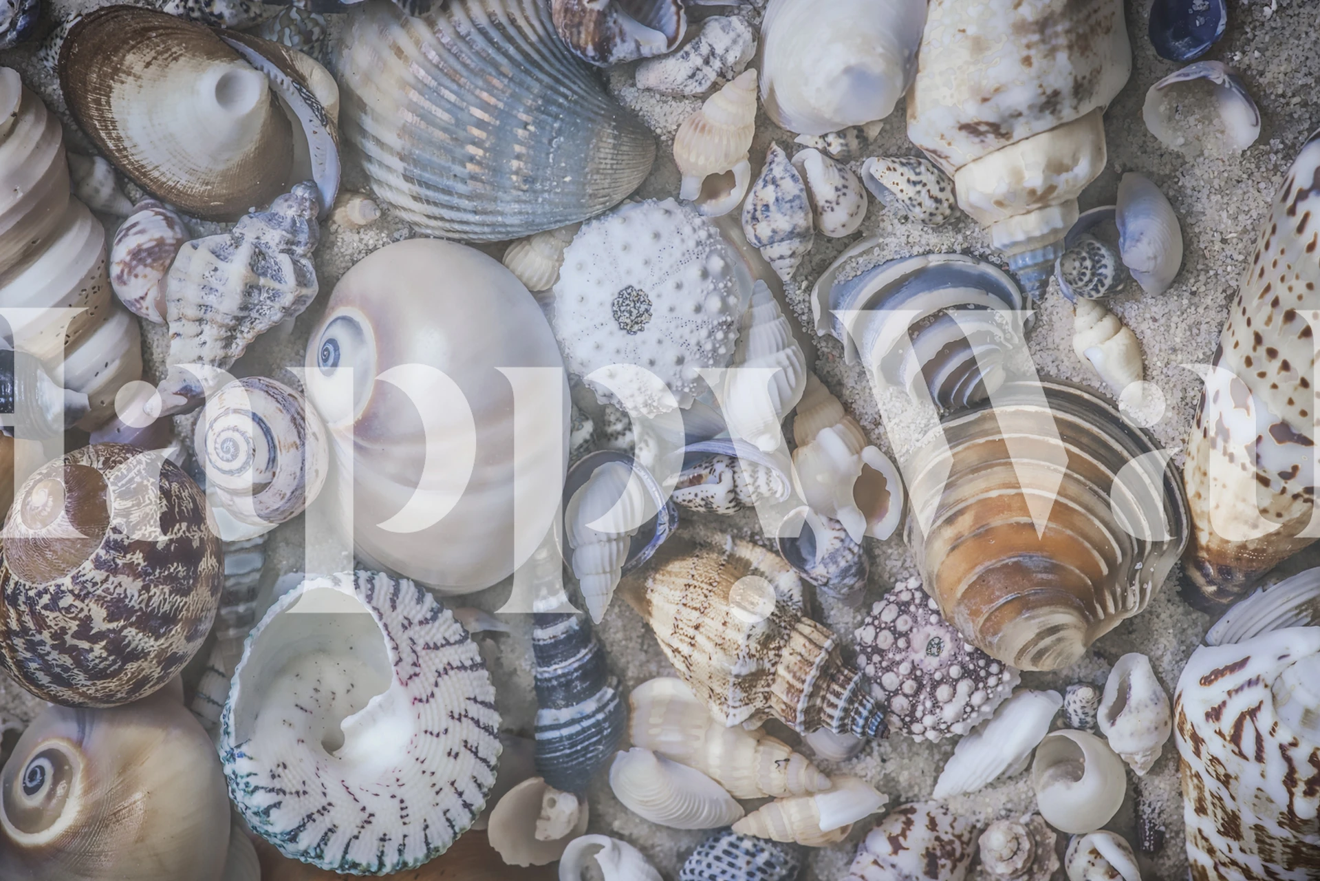 Seashell Paradise tapetdesign i ett rum