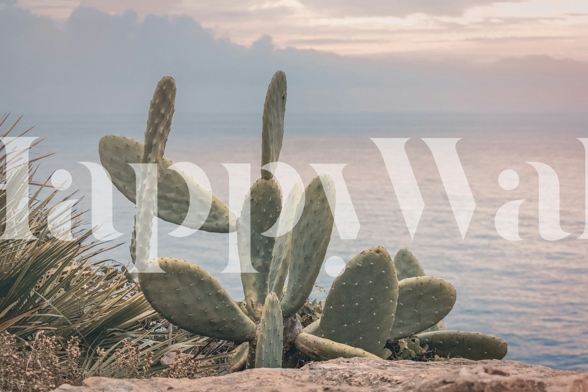 Cactus against a sunset background with soft pastels wallpaper