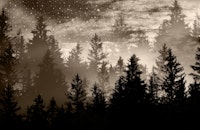 Forest Galaxy Dream 3 ταπετσαρία