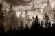 Forest Galaxy Dream 3