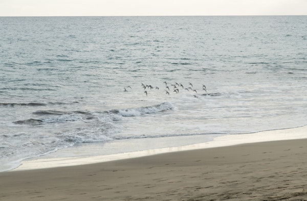 Birds meet the Atlantic Ocean 1