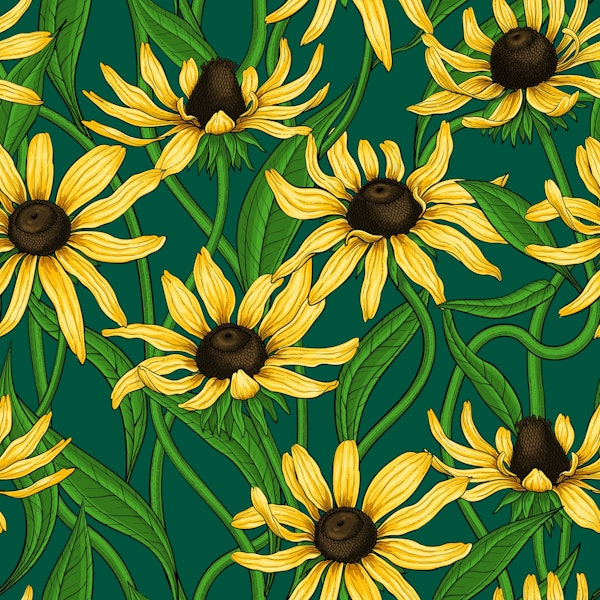 Yellow Rudbekia on dark green