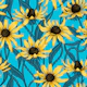 Yellow Rudbekia on blue
