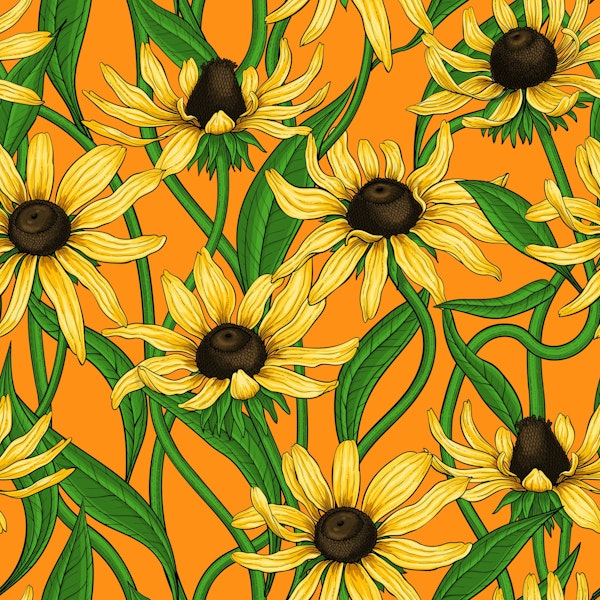 Yellow Rudbekia on orange