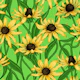 Yellow Rudbekia on green