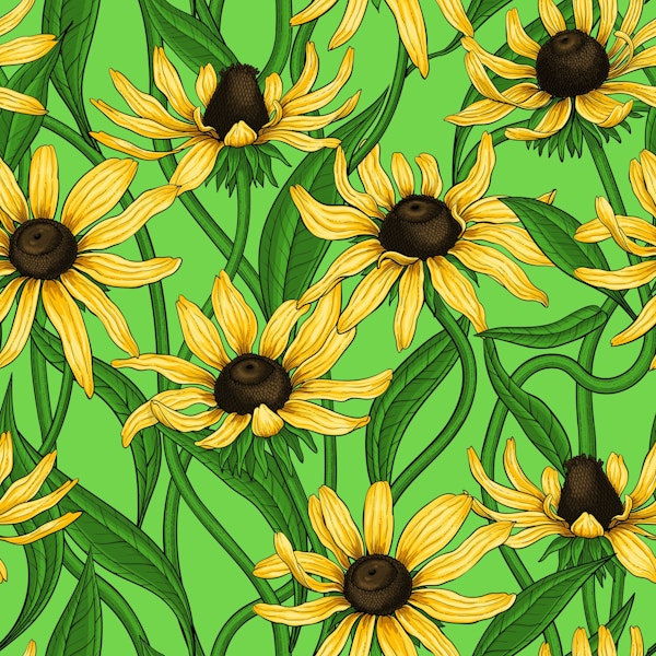 Yellow Rudbekia on green