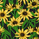 Yellow Rudbekia on black