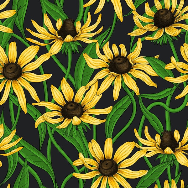 Yellow Rudbekia on black