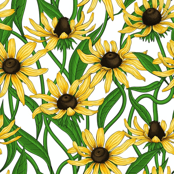 Yellow Rudbekia on white