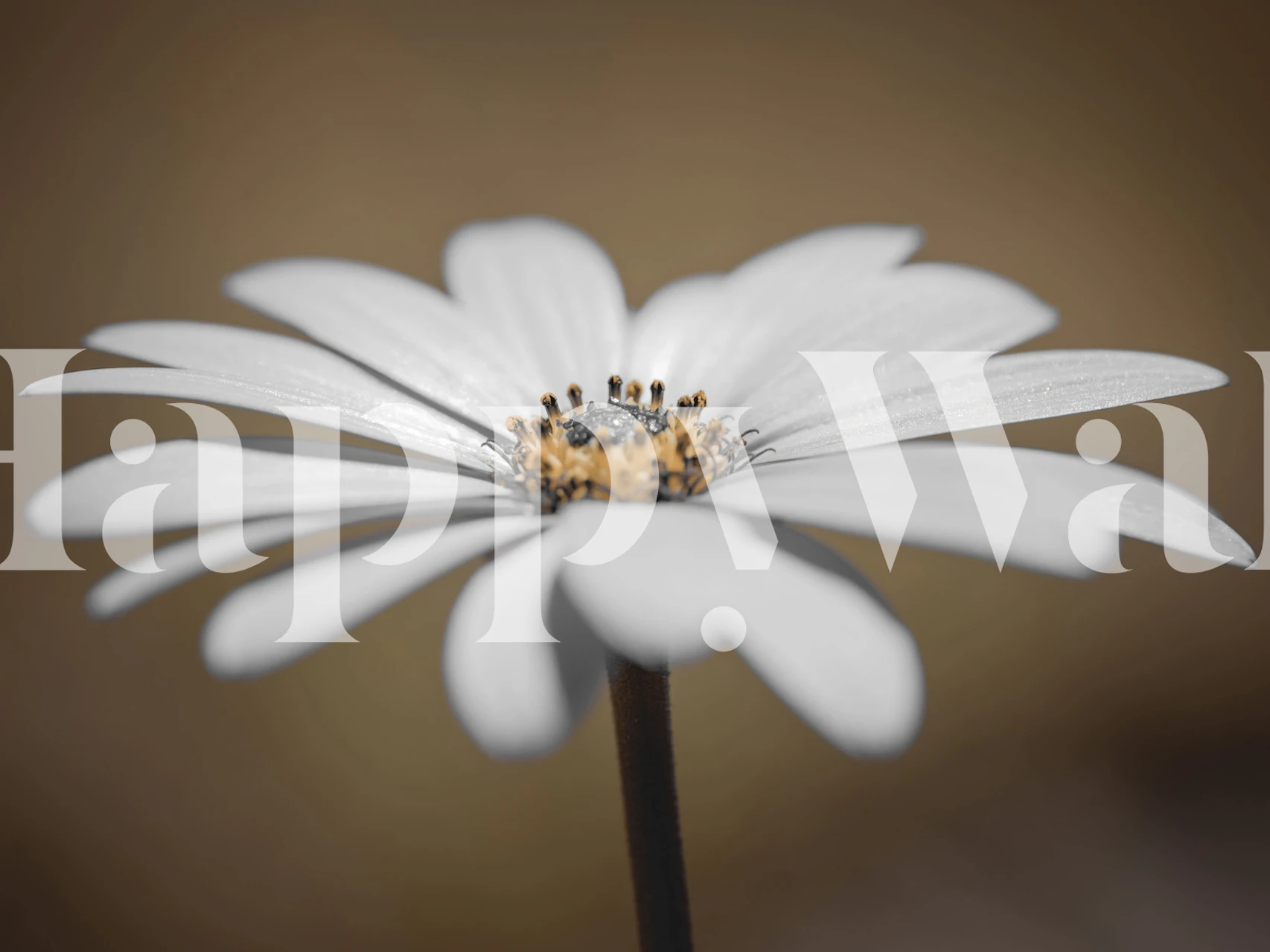 Radiant floral wallpaper in a room