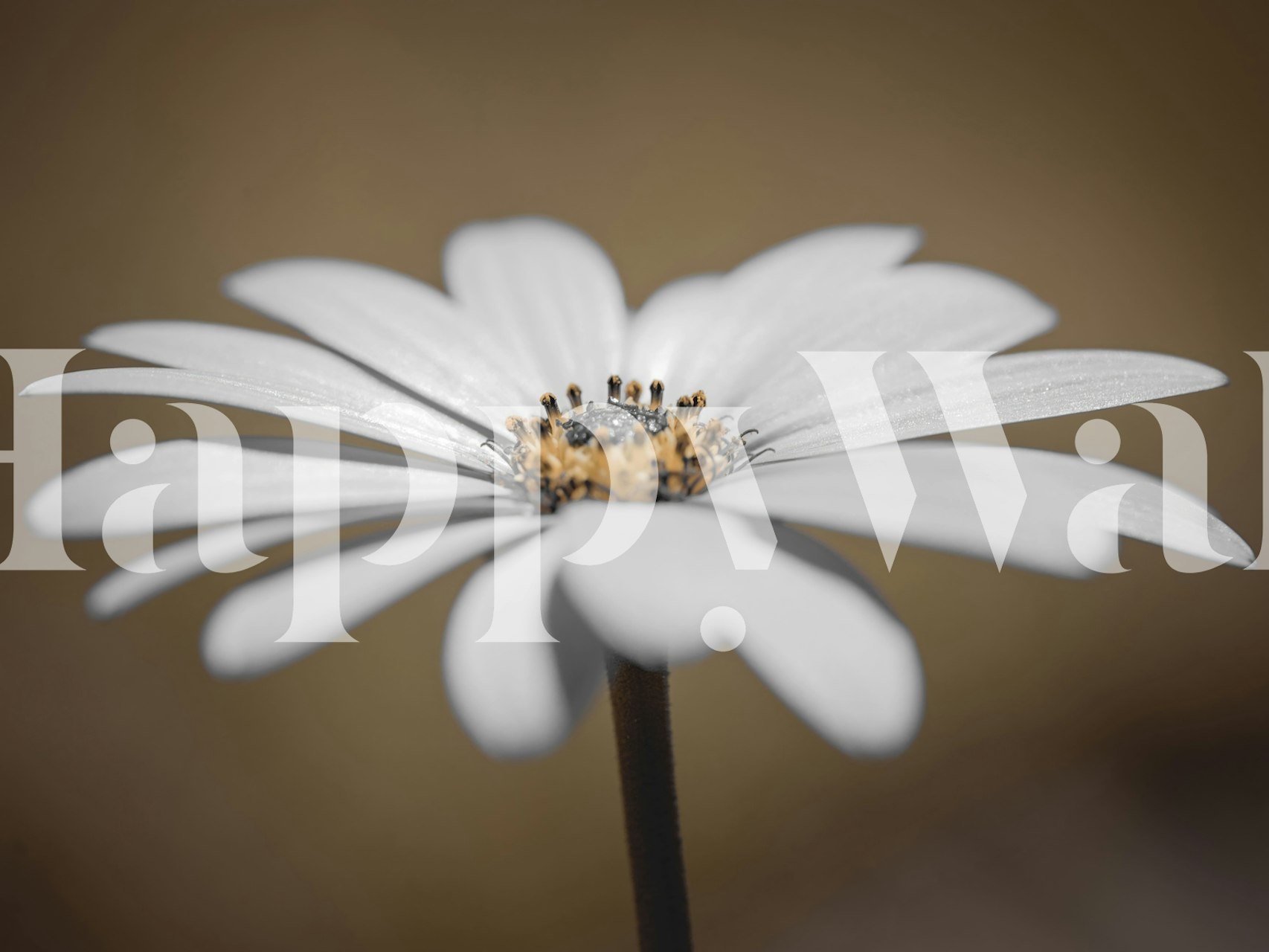 Radiant květinová tapeta v pokoji