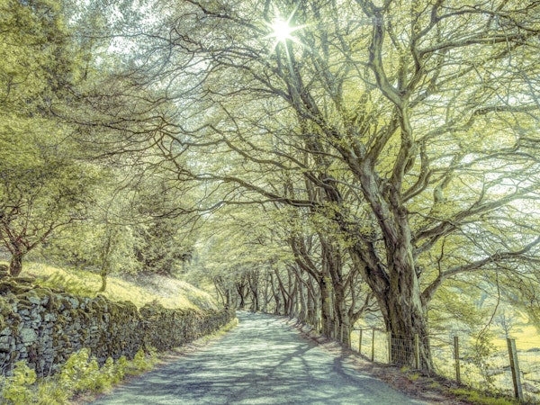 Journey Through the Trees