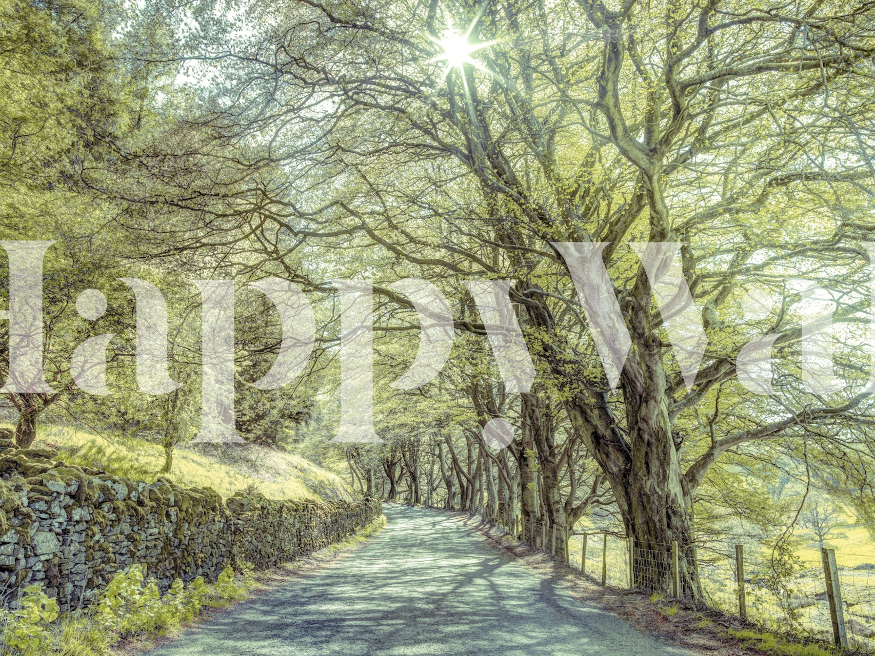 Enchanted forest path with trees and sunlight wallpaper