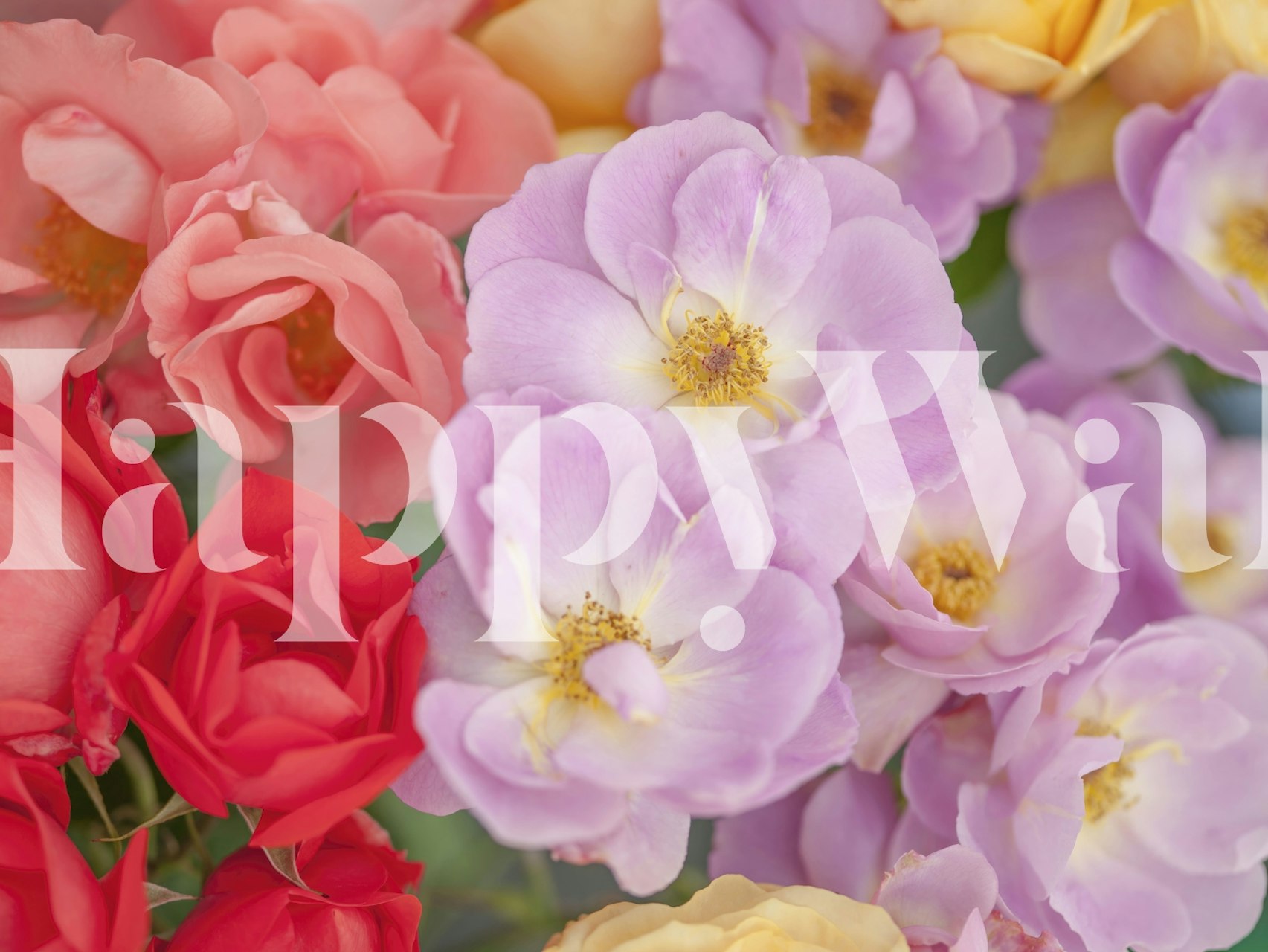 Kleurrijke bloemenmuurschildering met een levendige reeks rozen en bloesems in zachte pasteltinten