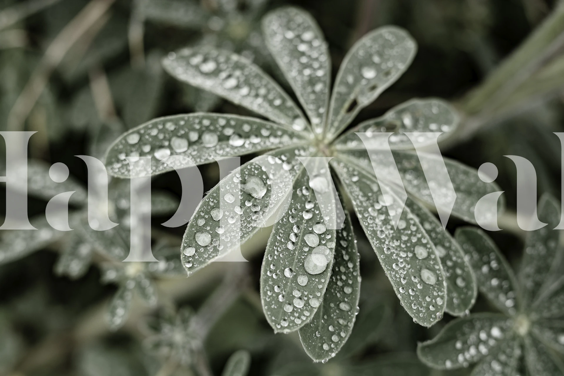Blue Lupine 4 wallpaper displayed in a room