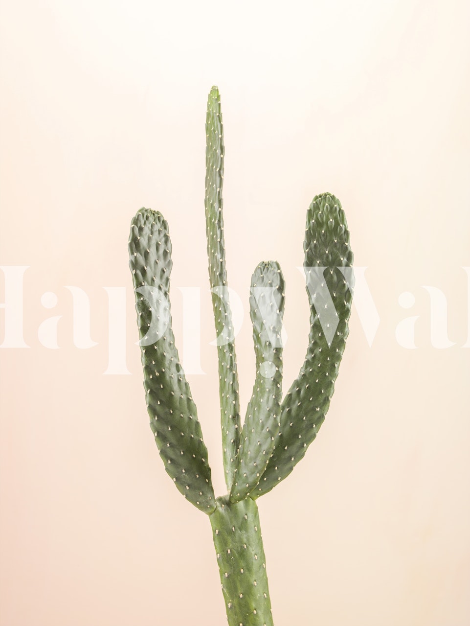 Tapeta Desert Jewel zobrazená v místnosti