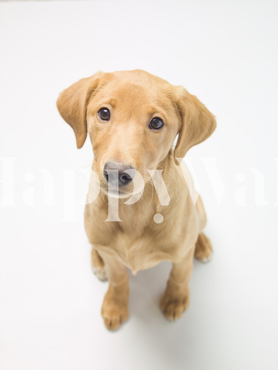 Papier peint Fox Red Labrador dans une pièce