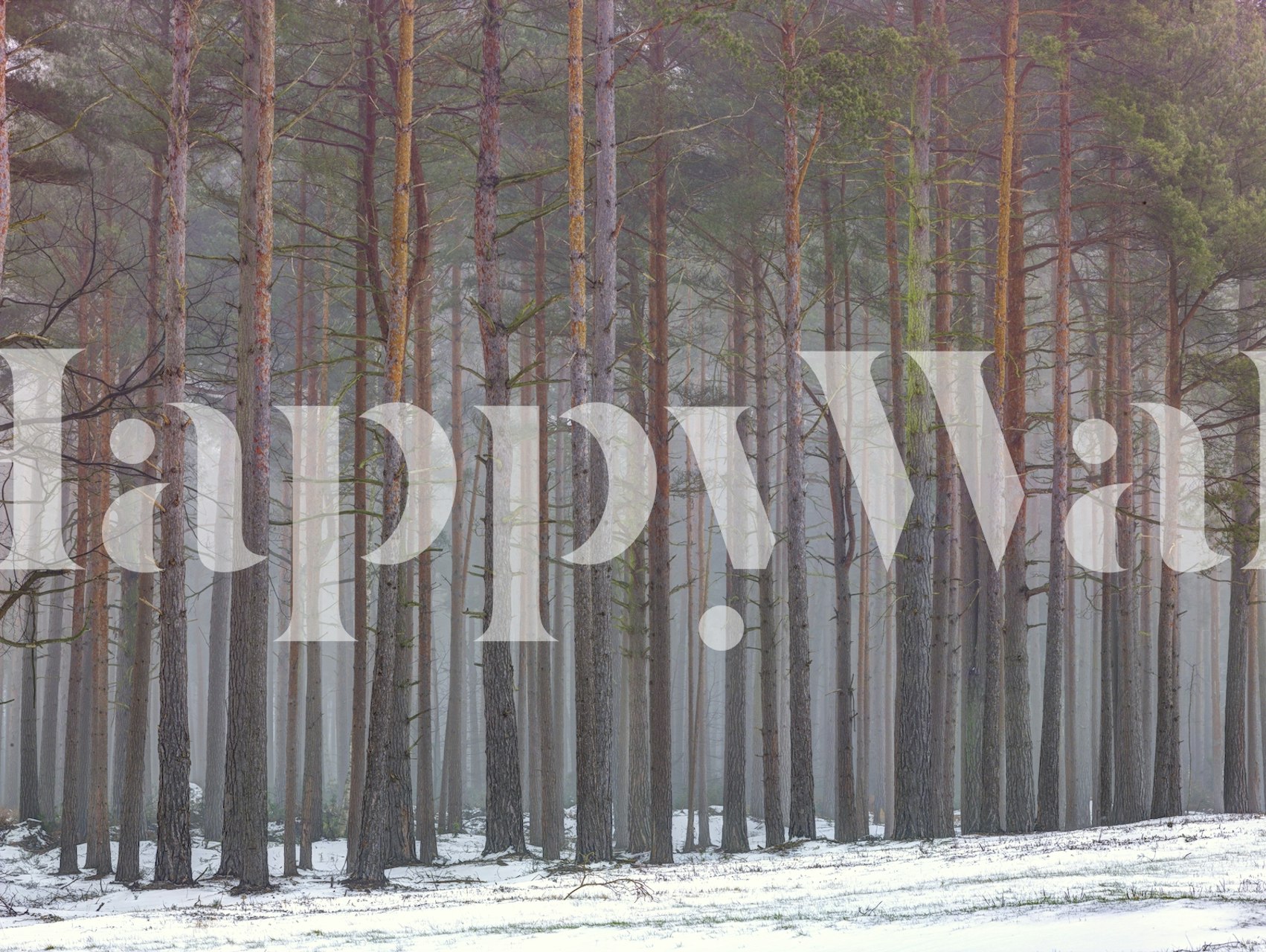 Fairyland Forest wall mural with slender trees and misty ambiance