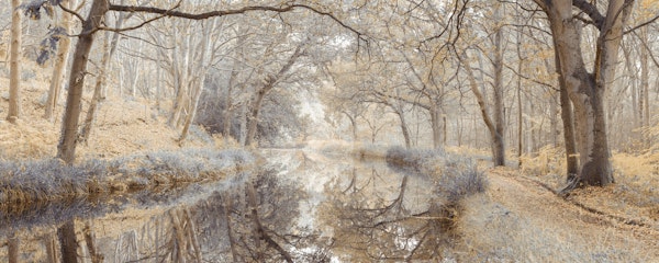 Tapestry of Autumn